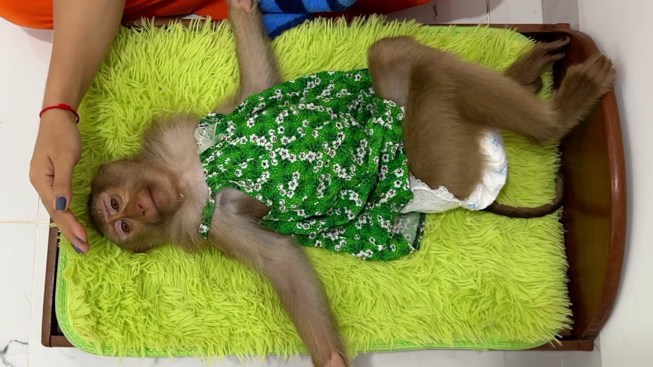 Mom comfort lovely monkey Jessi lay on mini bed to sleep