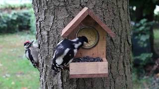 Peanut butter feeders for wild birds