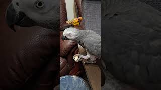 Psittacus erithacus灰鸚鵡-大寶：芭樂好好吃噢！Dabao: Guava is so delicious! #parrot #eating #寵物 #pets #鸚鵡