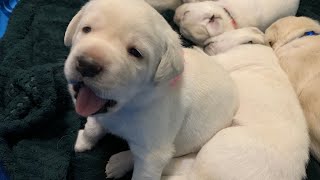 Livestream REPLAY: Lab Puppies Charlie Brown & Linus at 3-weeks-old! by HighDesertLabradors 1,353 views 3 weeks ago 7 hours, 4 minutes