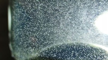 Brachionus Calyciflorus