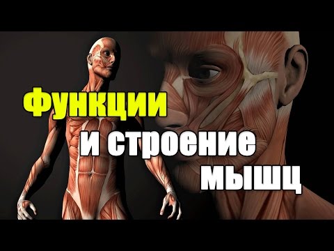 Видео: Semispinalis мускулна анатомия, функция и функция - Карти на тялото