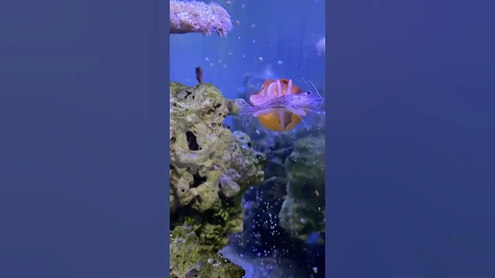 Cách con mực bắt mồi | Squid #fish #squid #animals #shorts #mrbinh