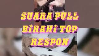 suara walet cepat menginap,black dragon+pull birahi top respon