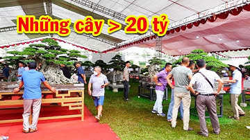 Nhiều người vây kín cây quý này, triển lãm cây cảnh, sanh ngũ phúc, sanh nam điền nhiều tỷ