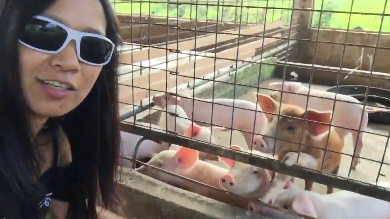 The B B Piggery Farm Ilocano Farmer New York piggery Farm Business the-b-b-piggery-farm-ilocano-farmer-new-york-piggery-farm-business