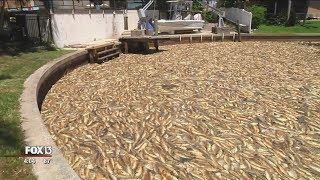 Fishermen turning to red tide cleanup for lost income