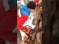 smart technique of a carpenter to cut down a brittle tree #shorts