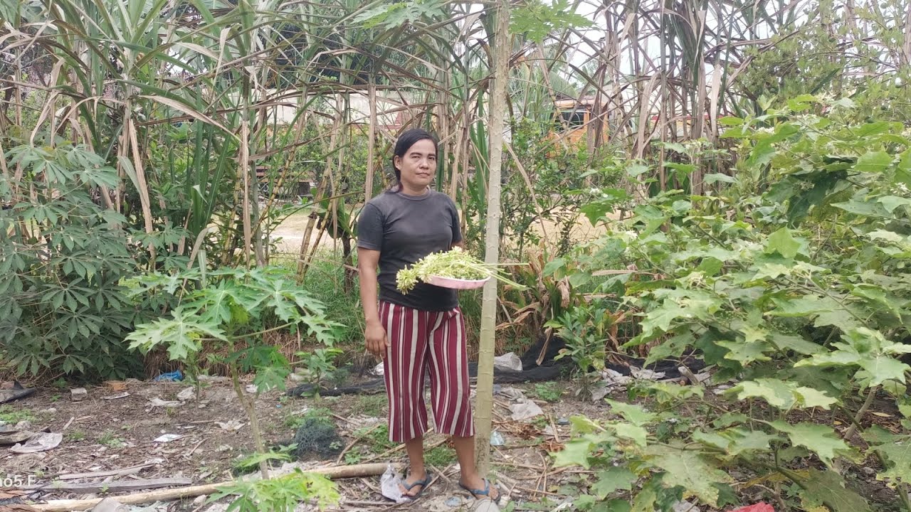 Panen Rimbang dan bunga pepaya ‼️‼️ - YouTube