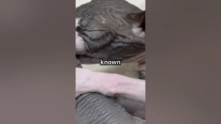 Watch the video about Bald and Beautiful The Hairless Cat Chr 2024 #animals