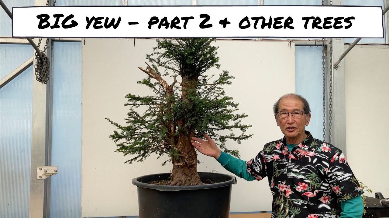 Big Yew Project Part 2 and other trees