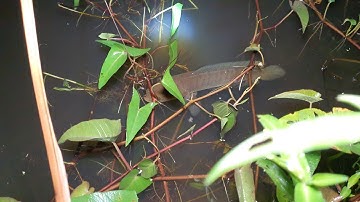 Cắm câu cá lóc ở kênh mùa nước lớn || tú hunting