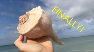 I finally found a giant shell! I paid $40 to park at the beach but it was worth it!