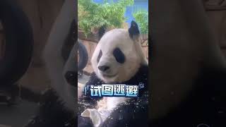 🐼大熊猫星愿干完坏事否认八连！#Panda #Animal 【跟着图尔去旅行】