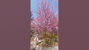 Sắc hoa Mai Anh Đào trên miền cổ tích Ngọc Chiến tại Sơn La!