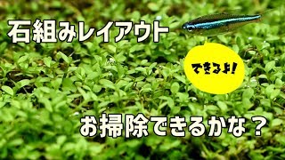 【水草水槽】石組みレイアウト～お掃除１人でできるかな？～【アクアリウム】