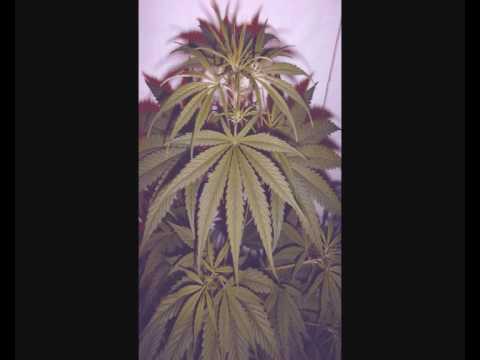 Cypress Hill- I Love You Maryjane (Lyrics)