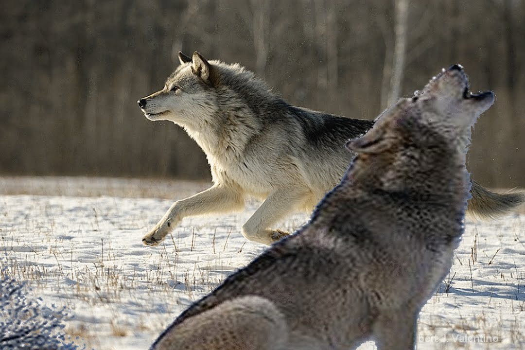 Wolf Sound Effects - YouTube