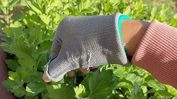 Cách trồng cúc đại đóa tết 2022: p2 bấm ngọn lần 2 (28/9al)