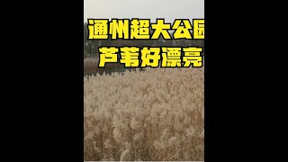 北京通州的网红打卡公园 秋色正浓 有一大片的芦苇 太适合拍照了 #北京网红公园 #郊野