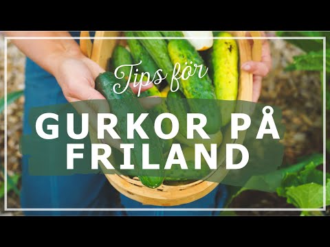 Video: What Is A Christmas Melon – Att odla jultomtemeloner i trädgården