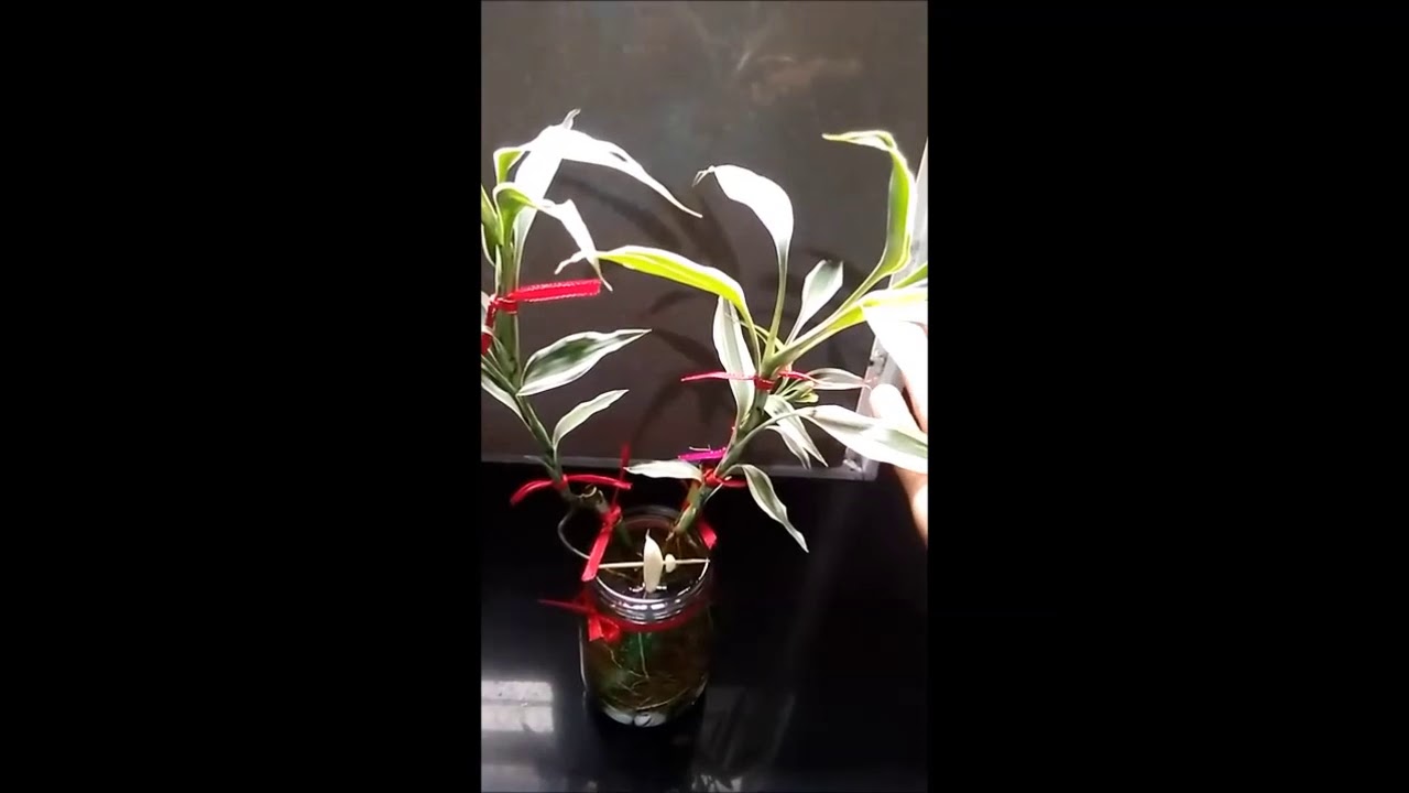 Garlic Mosquito Repellant YouTube