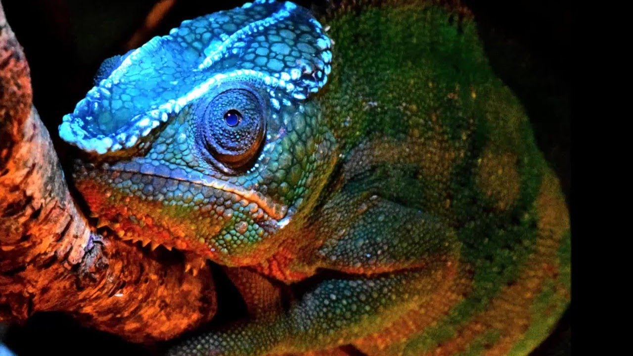 Ossa fluorescenti così i camaleonti si