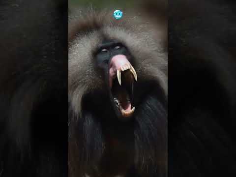 BABOON showing his