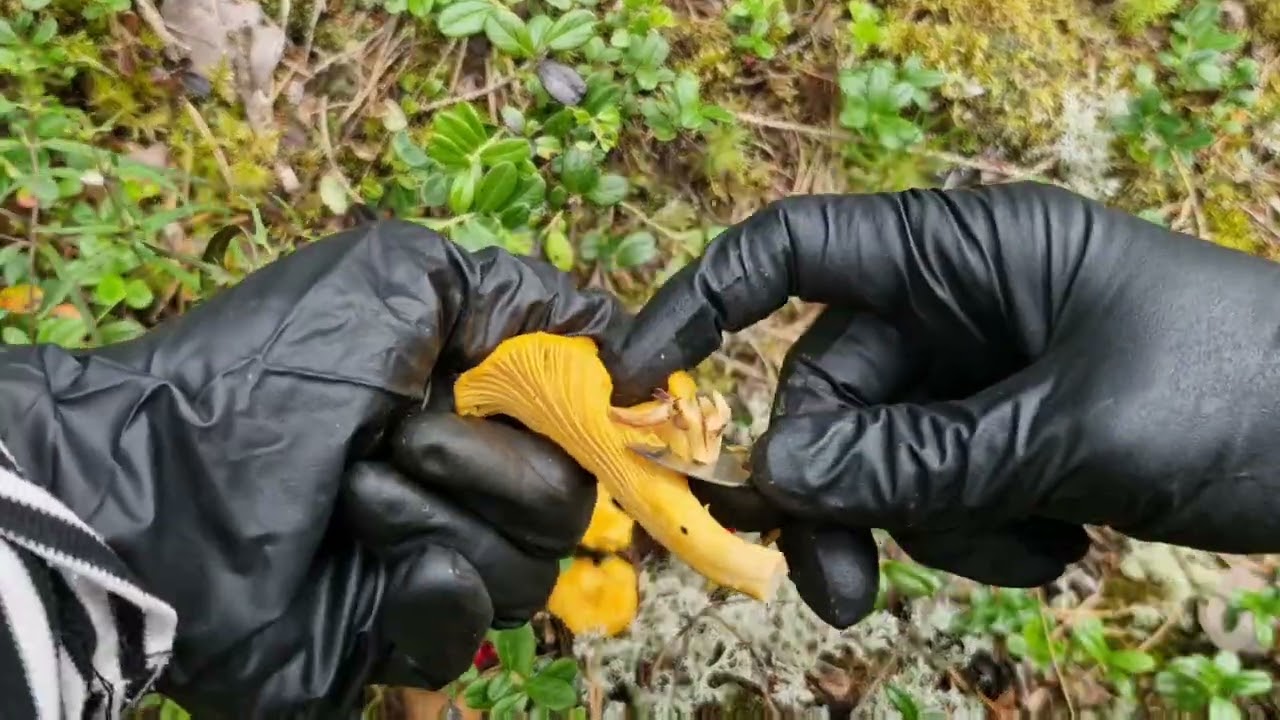 6/8/2025 รอบนี้เห็ดสวยมากๆจ้า 