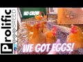 BUFF ORPINGTON CHICKENS LAID EGGS AT 21 WEEKS | NEST BOX | NO CROW ROOSTER