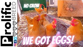 BUFF ORPINGTON CHICKENS LAID EGGS AT 21 WEEKS | NEST BOX | NO CROW ROOSTER