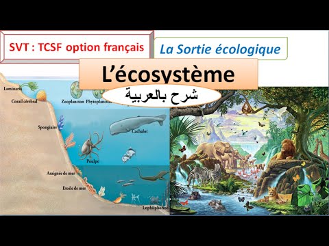         شرح بالعربية