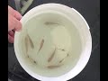 Growing freshwater prawns  tilapias together