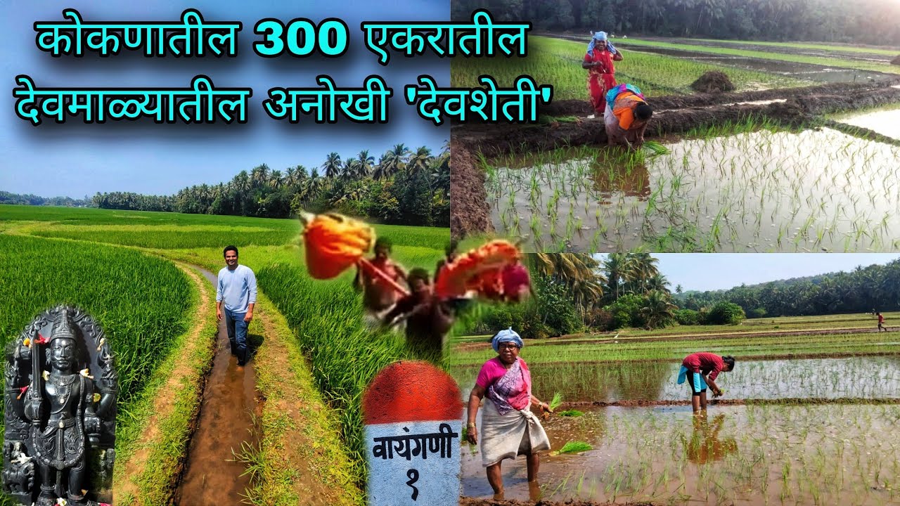 कोकणातील अनोखी देवमाळ्यातील 'देवशेती' 300 एकरात फक्त झऱ्याच्या पाण्यावर होते पारंपारिक वायंगणी शेती