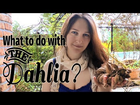 ვიდეო: როდის და როგორ უნდა დარგოთ dahlias ერთად ტუბერები ღია ადგილზე გაზაფხულზე