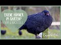 🐔 Eigene Hühner? 🐓 Vor und Nachteile | Hühnerhaltung für Anfänger u. Einsteiger | Selbstversorger