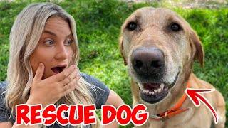 Finding Out What Breed MY RESCUE FARM DOG ACTUALLY IS! *DNA Tested!*
