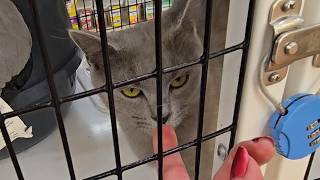 ASMR | Pet Supermarket Store Walk-Through (Soft Spoken Voiceover) screenshot 5