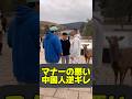 シカさんになにしてんだぁー #shorts #奈良の鹿 #マナー違反 #動物