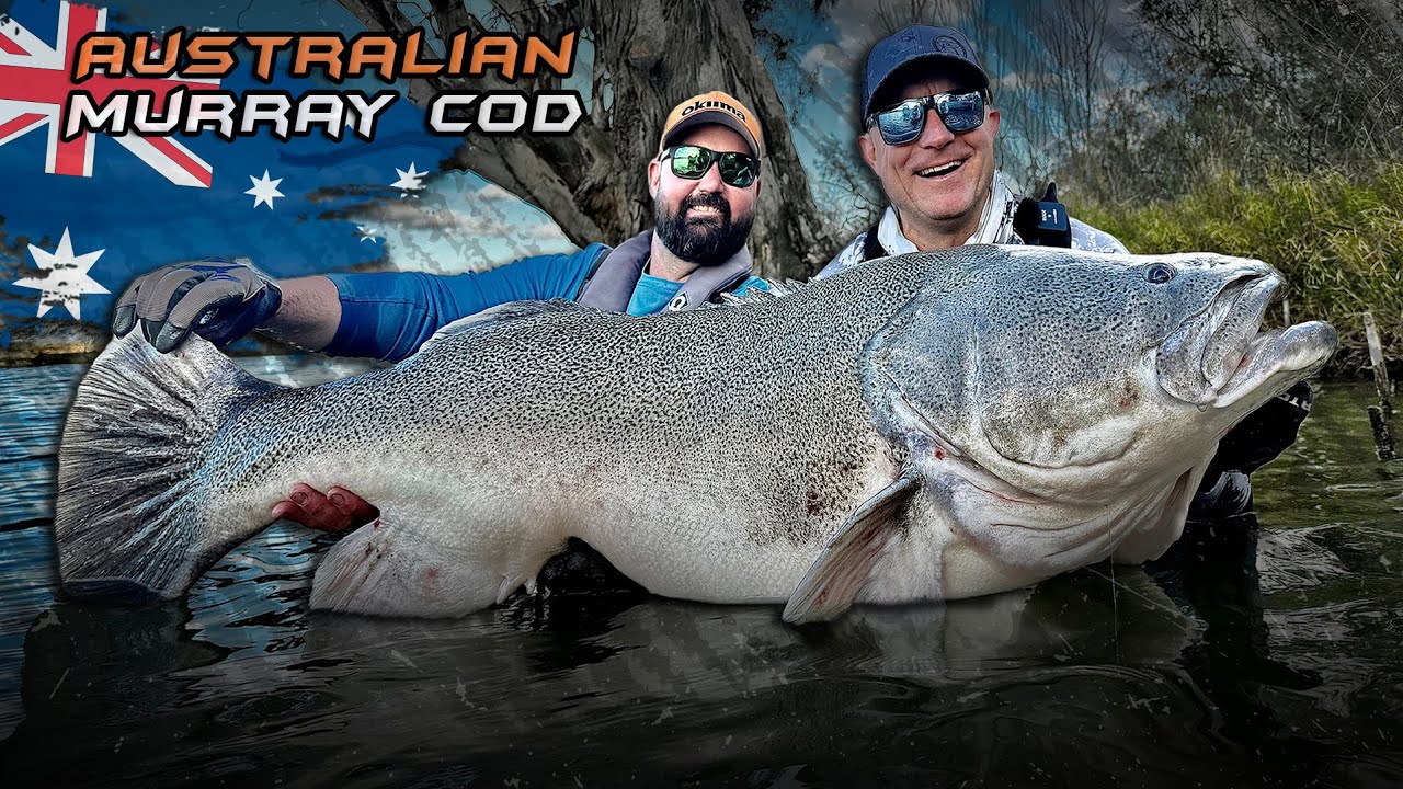 Döme Gábor  - Ausztrália legnagyobb édesvízi ragadozó hala, a Murray Cod