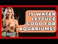 Is Water Lettuce Good For Aquariums? - Ecosystem Essentials
