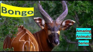 Bongo Antelope facts 🦌 Only tragelaphid with both sexes having horns 🦄