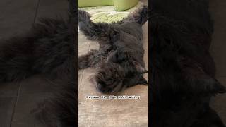 #Bouvier Meditation #bouvierdesflandres #dogshorts #shorts #dogsofinstagram #funnydogs #dog