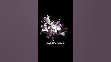 اكتب شيء تؤجر عليه | #سورة_مريم #عبدالرحمن_مسعد #اكسبلور #قرآن #مصحف #قران_كريم #تلاوة_خاشعة 