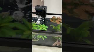 Our 3 Red-Eared Slider Terrapins #shorts