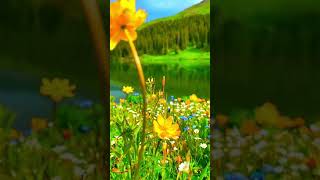 Doğadan Huzur Veren Videolar Serisi İnsan Ruhunu Rahatlatan, Zihni Sakin Tutan Doğadan Videolar