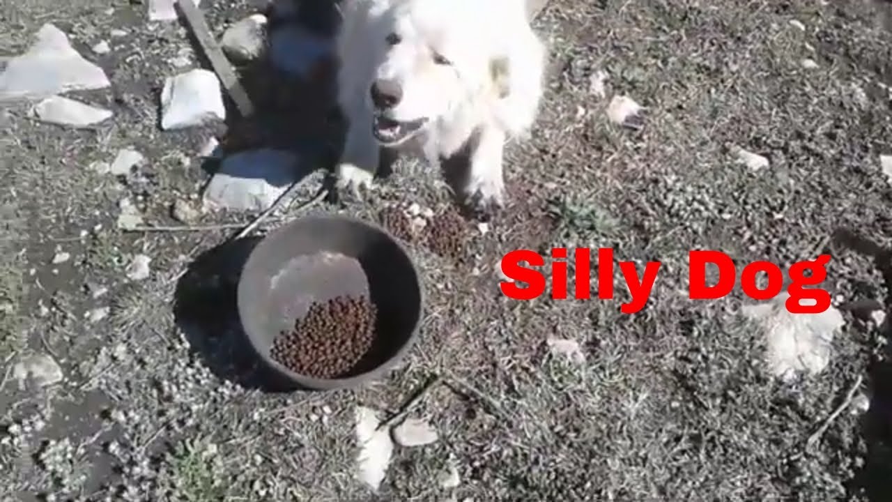 country living paint by number Attacking Cedar Branches and Tricking Goats