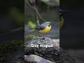 Captivating Grey Wagtail In Action! #wildlifefilmmaker #birds