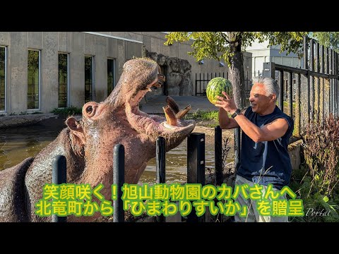 大きな歓声!旭山動物園のカバさんへ北竜町から「ひまわりすいか」を贈呈