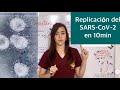 Breve explicación de la replicación del SARS-CoV-2 causante de COVID-19 (PARTE II)